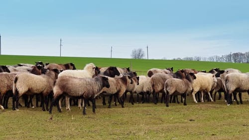 Schöne Wollschafe in der Herde, die an der Weide vorbeigehen. Hausschafe gehen von der Kamera weg.