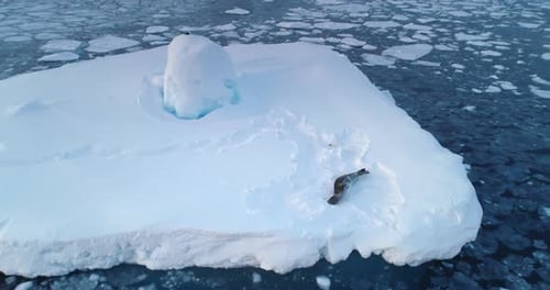 Leopard Seal Sleep on Snow Glacier in Antarctica