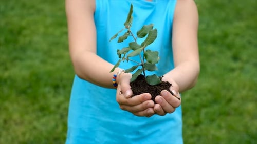 The Child Holds the Plant and Soil in His Hands
