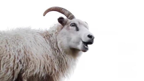 Close up of an icelandic white sheep chewing grass during a cloudy day in Iceland.