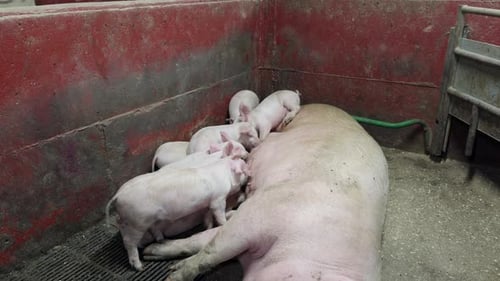 Mother Pig Nursing Piglets in Farm Pen
