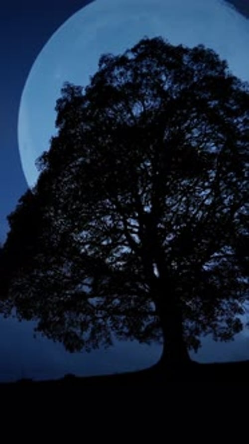 Lonely Tree Silhouette Under Moonlight at Night