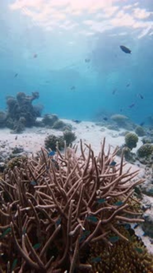 Tropical Fishes and Corals in Blue Ocean Reef Corals Underwater Seascape
