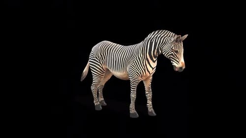 Zebra Kick Idle 2