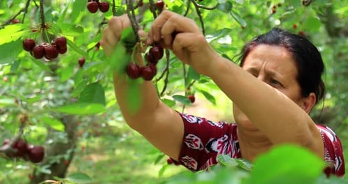 Closeup of woman harvesting ripe cherries