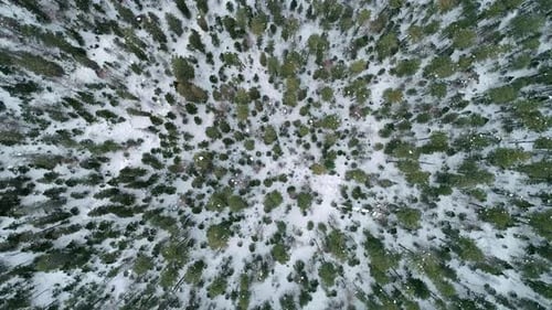 Aerial Top Down View Winter Forest Evergreen Trees on the Snow Amazing Winter Landscape
