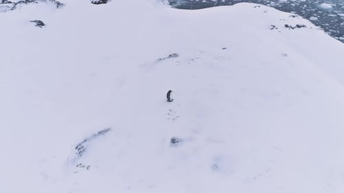 Lone King Penguin Wave Wing Antarctica Aerial View