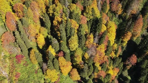 Aerial View of Colorful Autumn Forest