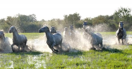 Camargue-Pferd, Herde, die durch den Sumpf trabt oder galoppiert, Saintes Marie de la Mer in der Camargue