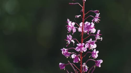 Fleurs d'épilobe rose rétroéclairées par le soleil du matin sur fond sombre.