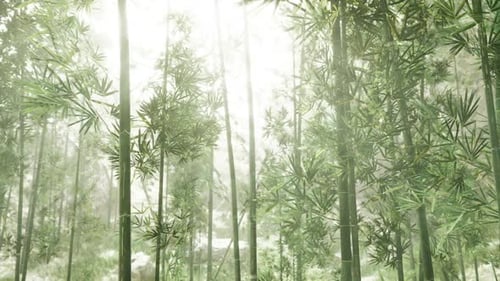Tranquil Bamboo Forest with Ethereal Light and Minimalist Ambiance