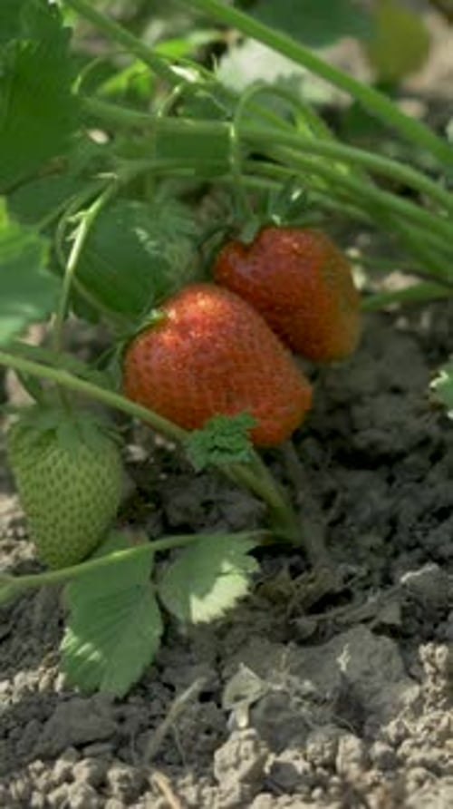 Morangos vermelhos orgânicos crescendo no mato em segundo plano