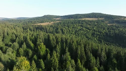 Lush green forest stretches over rolling hills under a bright blue sky in daytime