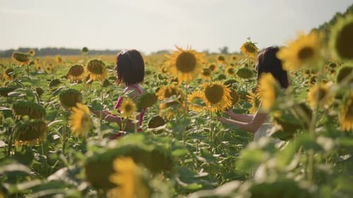 Two Asian Women Walking Sunflower Field Golden Hour Glow Sisterhood Stroll Flowing Dresses Warm