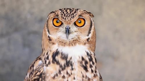 Desert Eagle Owl Close Up Portrait
