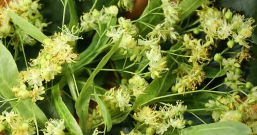 Vue rapprochée des fleurs de tilleul dans un bol, tournant