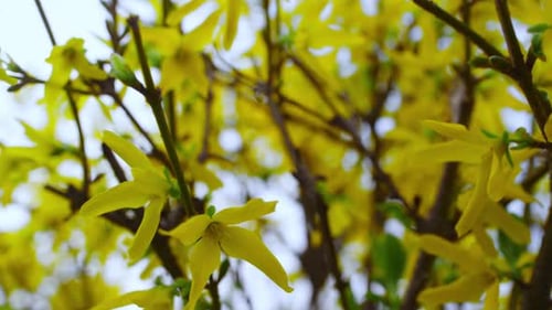 Small Yellow Flowers Swaying Of Wind In Beautiful Garden. Big Bush Blooming In Green Forest In St...