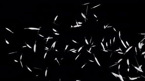 Realistic White Feathers Falling Alpha Channel Animation Loop