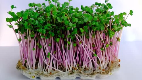 Fresh Radish Microgreens Growing in White Container
