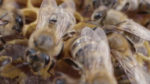 Bienenfamilie arbeitet an Bienenwaben im Bienenhaus der krainischen Honigbiene im Bienenstock