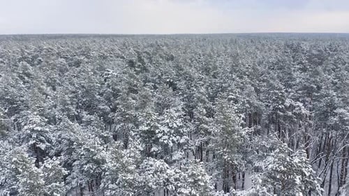 Aerial view of a frozen forest with snow covered trees at winter.