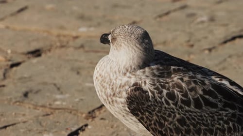 A Seagull Resting Comfortably on the Shore Alongside Other Birds in the Coastal Area