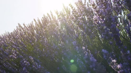 Lavender flowers on a flowering lavender bush, macro shot.