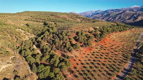 Luftaufnahme direkt über dem Olivenhain Olea europaea in der Sierra Nevada, Granada, Spanien