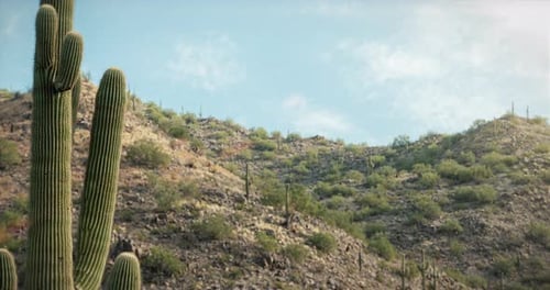 Filmmusik Desert Hills-Zeitraffer mit Sonneneruption über Kaktus