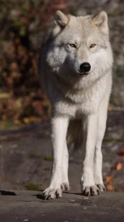 Wolf Standing on Rocky Terrain