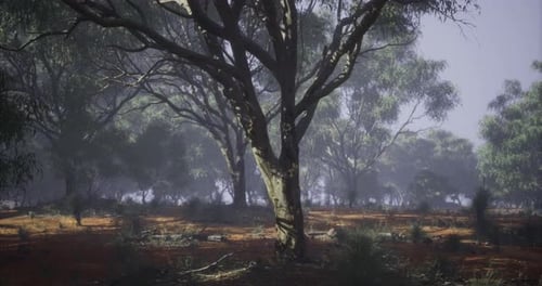 Exploring a Serene Forest with Soft Sunlight Through the Trees