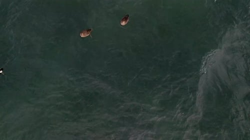Eine Gruppe von Enten, die im Winter in Quebec, Kanada, auf dem Meer schwimmen.