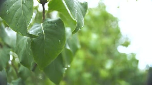 Close-up shot in 4k slow motion of raindrops on green leaves with a blurry background.