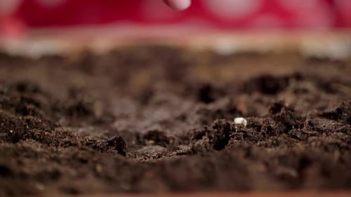 Slow Motion Video of a Plant Seeding Partial View of a Person Putting Seeds in the Ground Gardening