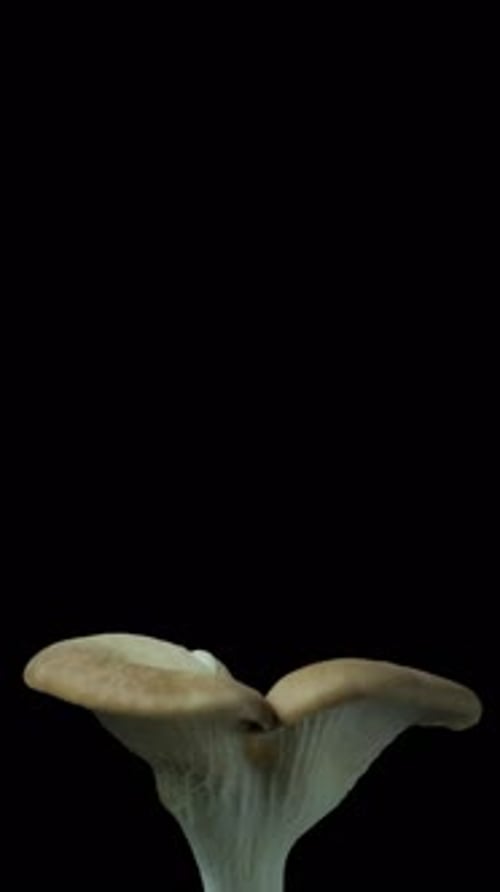 Oyster Mushroom Sprouting in Macro Close-Up