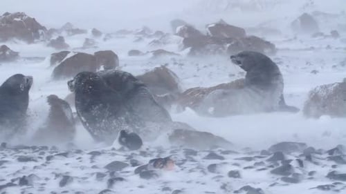 Seals Roaming in Winter Blizzard Landscape
