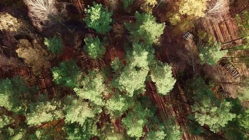 Aerial Drone Footage of Colorful Autumn Forest. Overhead Top View of Colorful Trees in Autumn.