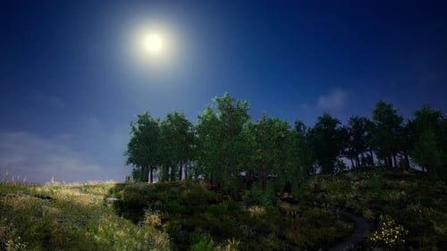 Tree Forrest in the Mountains