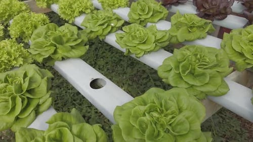 Beautiful organic lettuce on a big farm