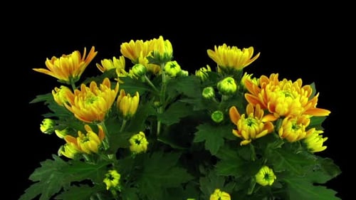 Yellow Flowers Blooming in Time Lapse on Black