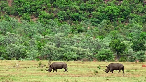 Weitwinkelaufnahme zweier Breitmaulnashörner (Ceratotherium simum), die über eine Wiese laufen