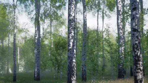 Dense Forest Landscape With Abundant Trees