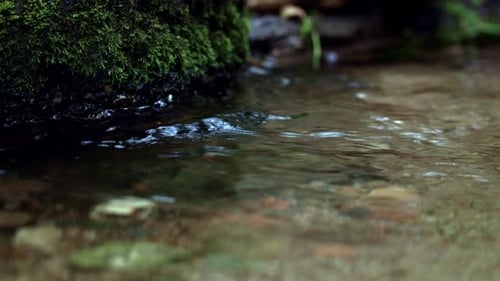 Vista de
perto de Babbling Brook. Riacho da floresta correndo sob pedras cobertas de musgo. Água de Forest Creek Flowi...