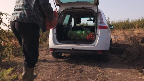 Countryside Harvest Time An Old Vegetable Farmer Carries Loads a Bag of Vegetables Into His Car