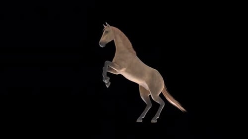 Realistic 3D Horse Rearing Loop Animation