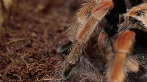 Mexican Red-Knee Tarantula with bug in mouth on forest floor - panning reveal shot
