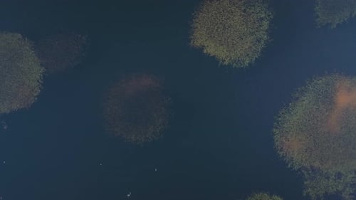 Wetlands Of Playa del Lago de As Pontes Lakeside Beach In The Municipality of As Pontes, Galicia, Sp