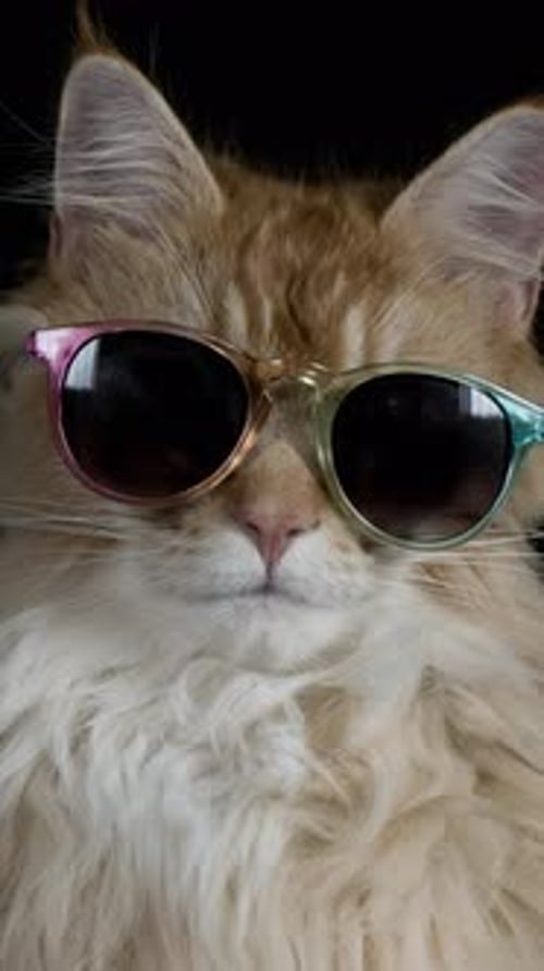 Cool Cat Wearing Sunglasses Close Up