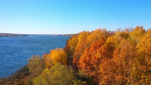 Amazing golden trees near blue lake. Beautiful autumn scenery under clear sky.