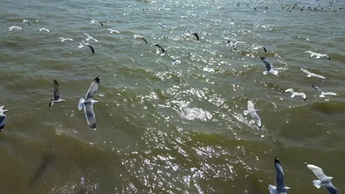Vögel, die in einer Flussdrohne fliegen, Vögeln folgen, Nahaufnahme aus der Vogelperspektive
